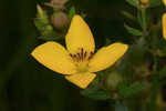 Yellow meadowbeauty